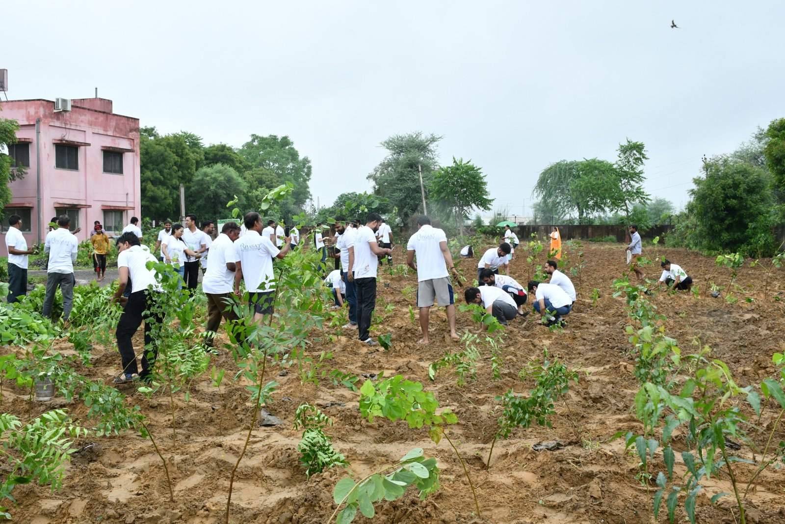 Tree Plantation